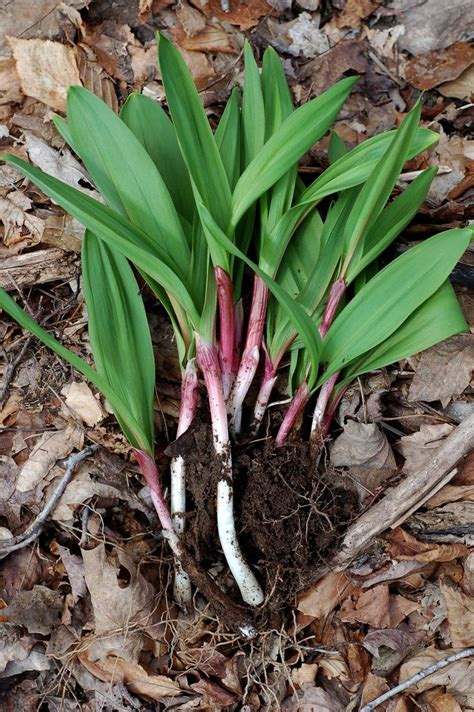 The Ultimate Guide to Foraging and Harvesting Wild Ramps